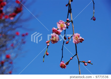 二月花蕾和玫瑰家族139 二月花蕾和玫瑰家族139 9773536