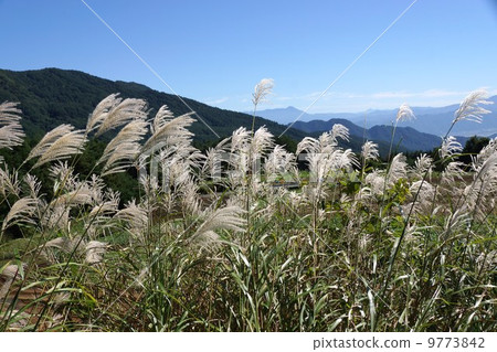 Susuki (Takanoha) Susuki (Takanoha) 9773842