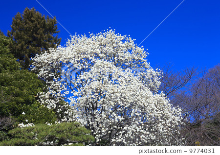 春天來了·Hakumikuren 9774031