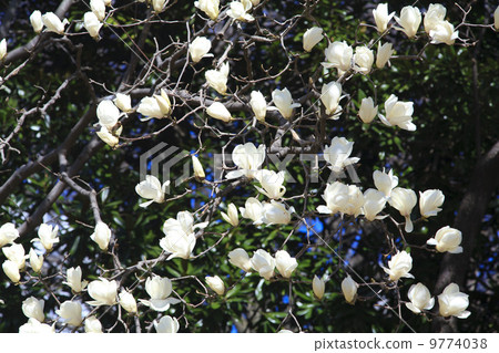 春天來了·Hakumikuren 9774038