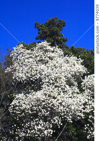 春天來了·Hakumikuren 9774039