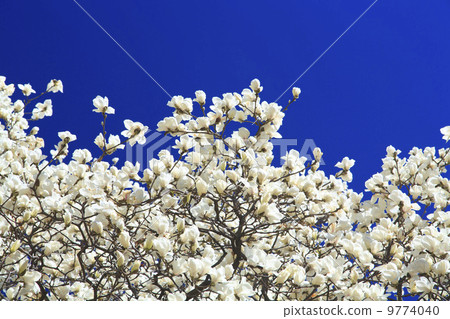 春天來了·Hakumikuren 9774040