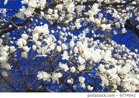 春天來了·Hakumikuren 9774042