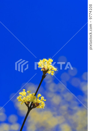 Spring has come · Sanshui 9774108