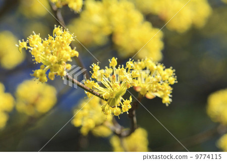 Spring has come · Sanshui 9774115
