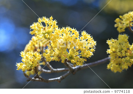 Spring has come · Sanshui 9774118