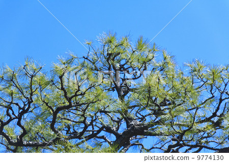 Garden tree · pine tree 9774130