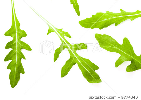Fresh arugula 9774340