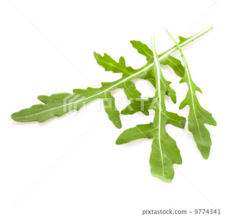 Fresh arugula 9774341