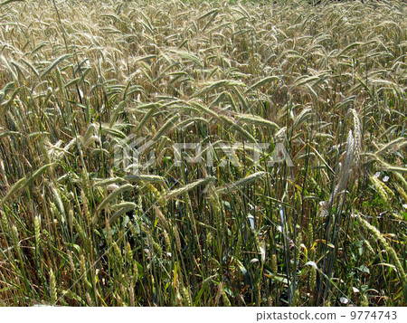 spikelets of the wheat 9774743