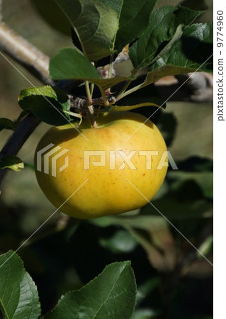 Apple 3 Brothers Shinano Gold Apple 3 Brothers Shinano Gold 9774960