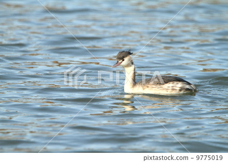 Creatures of animals that have begun to turn into summer wings Creatures of animals that have begun to turn into summer wings 9775019