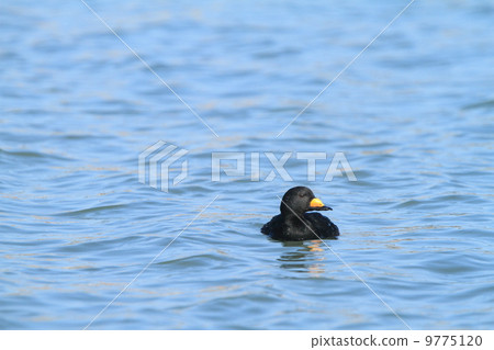 Creatures Birds Crotalmo (♂) Front Creatures Birds Crotalmo (♂) Front 9775120