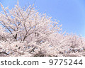 Cherry Blossoms	 9775244