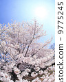 Cherry Blossoms	 9775245