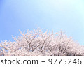 Cherry Blossoms	 9775246