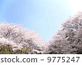 Cherry Blossoms	 9775247