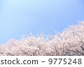 Cherry Blossoms	 9775248