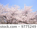 Cherry Blossoms	 9775249