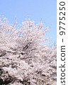 Cherry Blossoms	 9775250