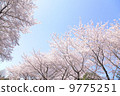 Cherry Blossoms	 9775251