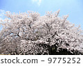 Cherry Blossoms	 9775252