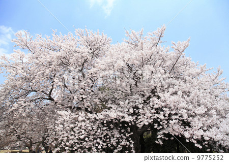Cherry Blossoms Cherry Blossoms 9775252
