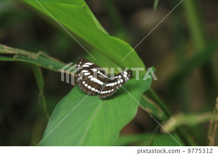 Living creatures Insect Expanding their wings and resting Ryukyu Misji 9775312