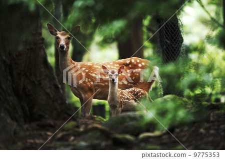 Deer and parents Deer and parents 9775353