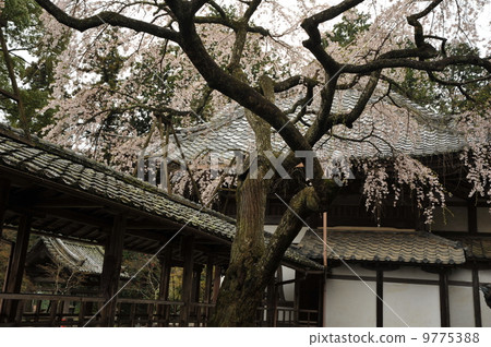 Spring of Oriwaima Kyoto Spring of Oriwaima Kyoto 9775388