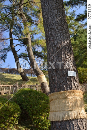 Insect repellent of winter trees Insect repellent of winter trees 9775389