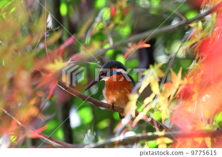 Carrots and Kingfishers 9775615