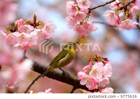 Oga cherry tree and mezzo 2 9775616