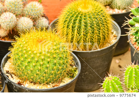 Cactus in pot 9775674