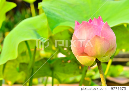 Blooming lotus in morning light. Blooming lotus in morning light. 9775675