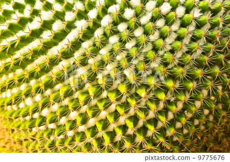 Closeup green cactus Closeup green cactus 9775676
