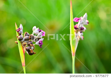 canna lily flowers canna lily flowers 9775677