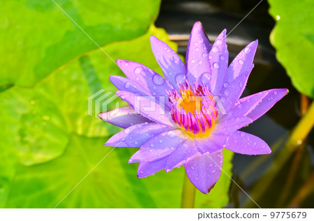 Purple water lily. 9775679