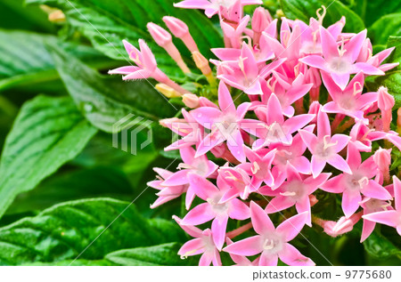 Centaurium erythraea 9775680