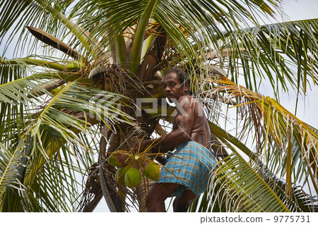 Coconut man 9775731
