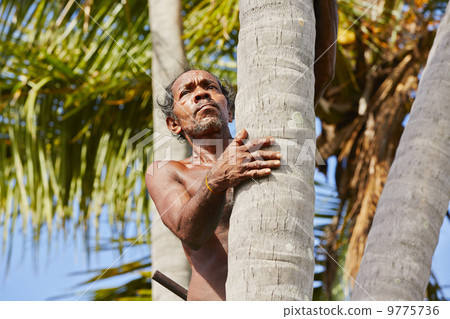 Coconut man Coconut man 9775736