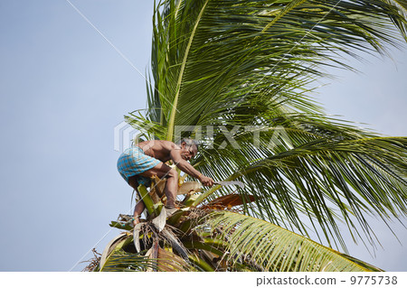 Coconut man 9775738