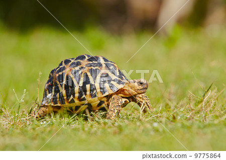 Turtle Turtle 9775864