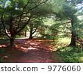Prince Edward Island Haunted Forest 9776060