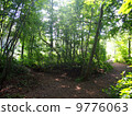 Prince Edward Island Haunted Forest 9776063