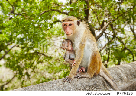 Monkey mother with baby 9776126