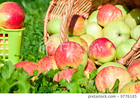 harvesting of red juicy ripe apples 9776185
