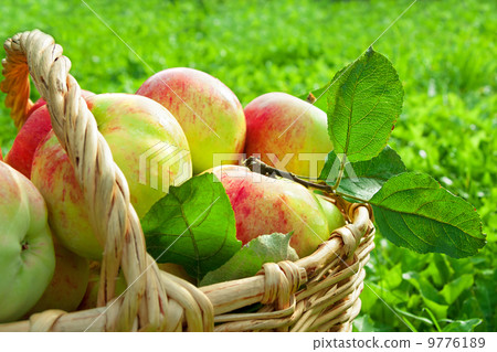 harvesting of red juicy ripe apples harvesting of red juicy ripe apples 9776189