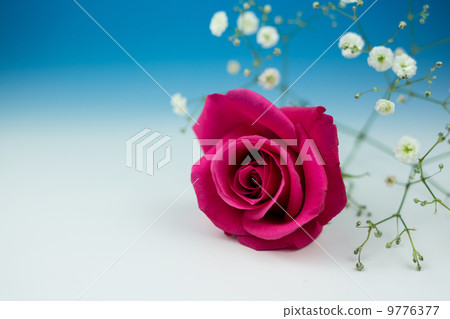 Rose Rose 9776377