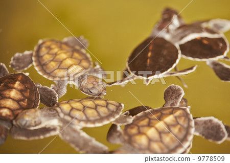 Baby turtle Baby turtle 9778509